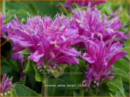 Monarda &#039;Petite Delight&#039; | Bergamotplant, Indianennetel