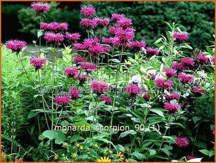 Monarda &#039;Scorpion&#039; | Bergamotplant