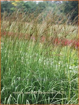 Molinia caerulea &#039;Dauerstrahl&#039; | Pijpestrootje, Pijpenstrootje