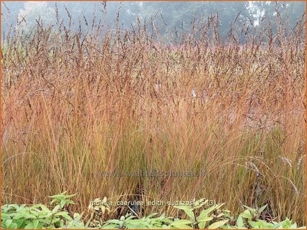Molinia caerulea &#039;Edith Dudszus&#039; | Pijpenstrootje | Kleines Pfeifengras | Purple Moorgrass