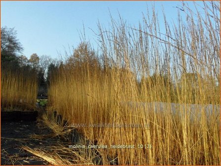 Molinia caerulea &#039;Heidebraut&#039; | Pijpestrootje, Pijpenstrootje