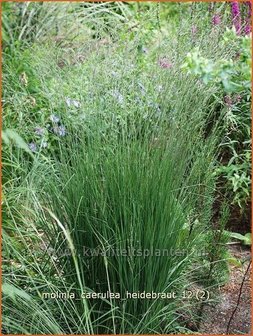 Molinia caerulea &#039;Heidebraut&#039; | Pijpestrootje, Pijpenstrootje