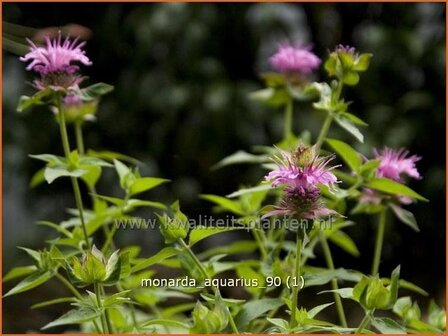 Monarda &amp;#39;Aquarius&amp;#39; | Bergamotplant, Indianennetel | Indianernessel