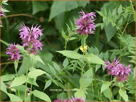 Monarda &amp;#39;Aquarius&amp;#39; | Bergamotplant, Indianennetel | Indianernessel