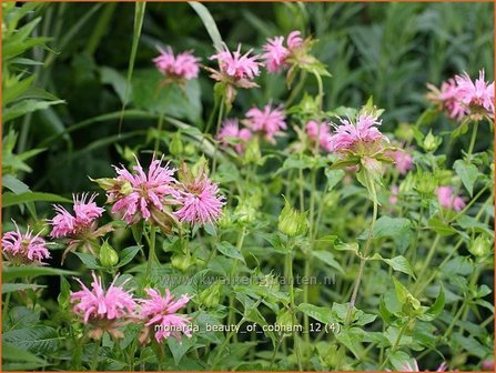 Monarda &#039;Beauty of Cobham&#039; | Bergamotplant