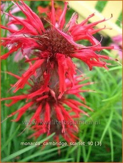 Monarda &#039;Cambridge Scarlet&#039; | Bergamotplant, Indianennetel | Indianernessel | Beebalm