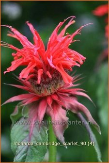 Monarda &#039;Cambridge Scarlet&#039; | Bergamotplant, Indianennetel | Indianernessel | Beebalm