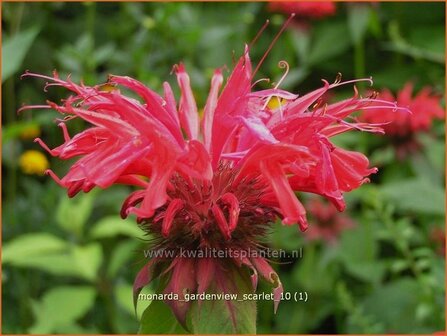 Monarda 'Gardenview Scarlet' | Bergamotplant
