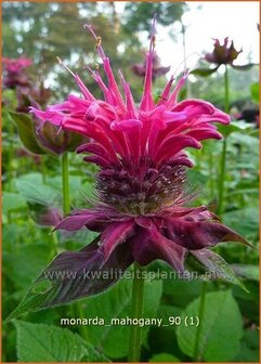 Monarda &#039;Mahogany&#039; | Bergamotplant