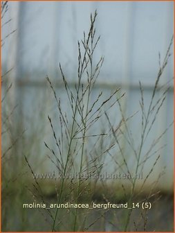 Molinia arundinacea &#039;Bergfreund&#039; | Pijpestrootje, Pijpenstrootje