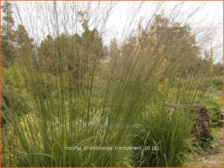 Molinia arundinacea &#039;Transparent&#039; | Pijpestrootje, Pijpenstrootje