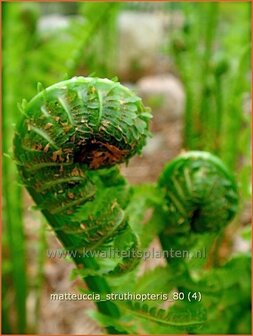 Matteuccia struthiopteris | Struisvaren, Bekervaren