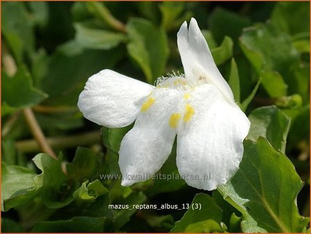 Mazus reptans &#039;Albus&#039;