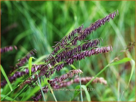 Melica altissima &#039;Atropurpurea&#039; | Parelgras
