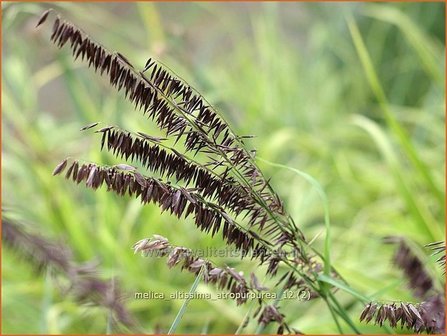 Melica altissima &#039;Atropurpurea&#039; | Parelgras