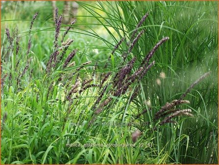 Melica altissima &#039;Atropurpurea&#039; | Parelgras