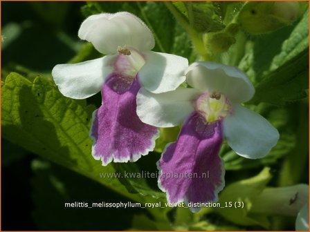 Melittis melissophyllum &#039;Royal Velvet Distinction&#039; | Bastaardmelisse, Bijenblad