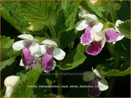 Melittis melissophyllum &#039;Royal Velvet Distinction&#039; | Bastaardmelisse, Bijenblad