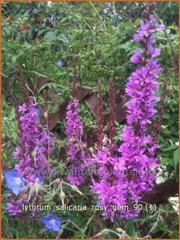 Lythrum salicaria 'Rosy Gem' | Kattestaart