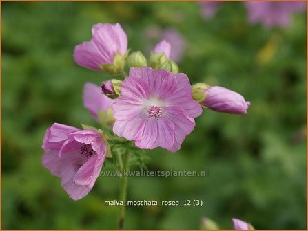 Malva moschata &#039;Rosea&#039; | Muskuskaasjeskruid