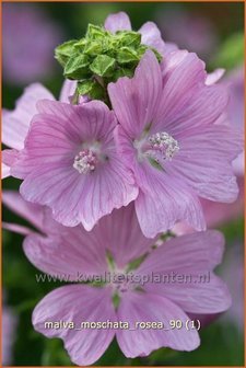 Malva moschata &#039;Rosea&#039; | Muskuskaasjeskruid