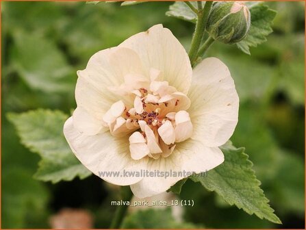 Malva &amp;#39;Park Allee&amp;#39; | Vaste stokroos, Stokroos | Ausdauernde Stockroseq