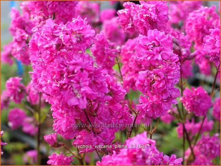 Lychnis viscaria &#039;Plena&#039; | Pekanjer, Koekoeksbloem | Klebnelke