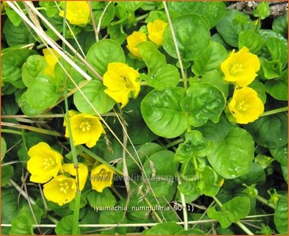 Lysimachia nummularia | Penningkruid | Pfennigkraut