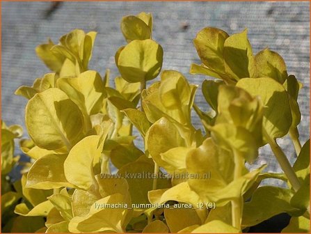 Lysimachia nummularia &#039;Aurea&#039; | Penningkruid