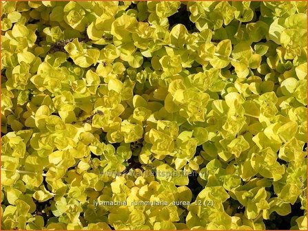 Lysimachia nummularia &#039;Aurea&#039; | Penningkruid