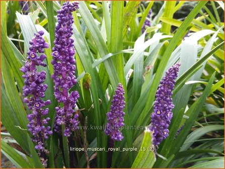 Liriope muscari &#039;Royal Purple&#039; | Leliegras