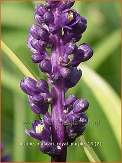 Liriope muscari &#039;Royal Purple&#039; | Leliegras