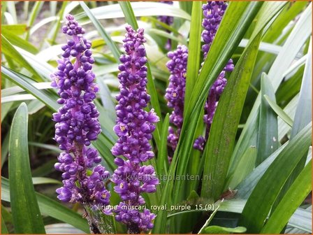 Liriope muscari &amp;#39;Royal Purple&amp;#39;