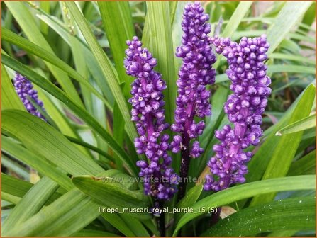 Liriope muscari &#039;Royal Purple&#039; | Leliegras