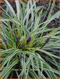 Liriope muscari 'Variegata' | Leliegras