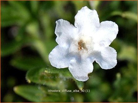 Lithodora diffusa 'Alba' | Parelzaad, Steenzaad