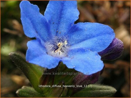 Lithodora diffusa 'Heavenly Blue' | Parelzaad, Steenzaad | S&uuml;dlicher Scheinsteinsame