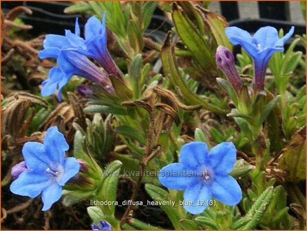 Lithodora diffusa 'Heavenly Blue' | Parelzaad, Steenzaad | S&uuml;dlicher Scheinsteinsame