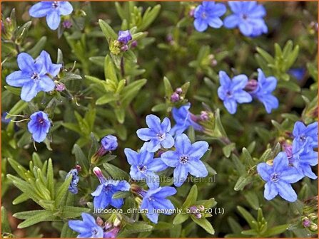 Lithodora diffusa 'Heavenly Blue' | Parelzaad, Steenzaad | S&uuml;dlicher Scheinsteinsame