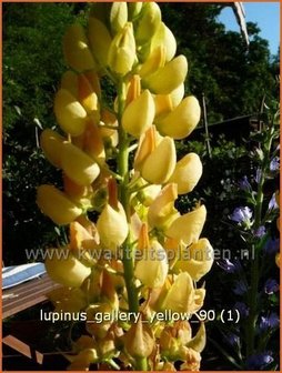 Lupinus &#039;Gallery Yellow&#039; | Lupine