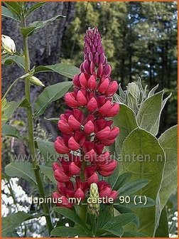 Lupinus &#039;My Castle&#039; | Lupine