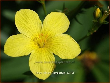 Linum flavum &#039;Compactum&#039; | Geel vlas