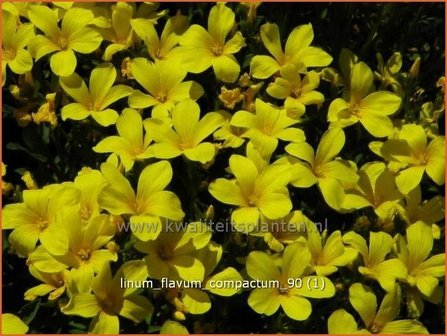 Linum flavum &#039;Compactum&#039; | Geel vlas