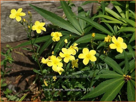 Linum flavum &#039;Compactum&#039; | Geel vlas