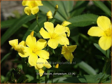 Linum flavum &#039;Compactum&#039; | Geel vlas