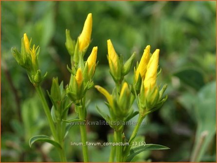 Linum flavum &#039;Compactum&#039; | Geel vlas