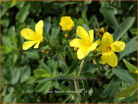 Linum flavum &#039;Compactum&#039; | Geel vlas