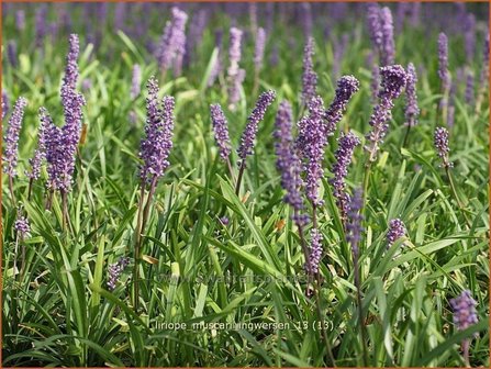 Liriope muscari &#039;Ingwersen&#039; | Leliegras