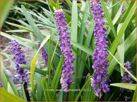 Liriope muscari 'Majestic' | Leliegras