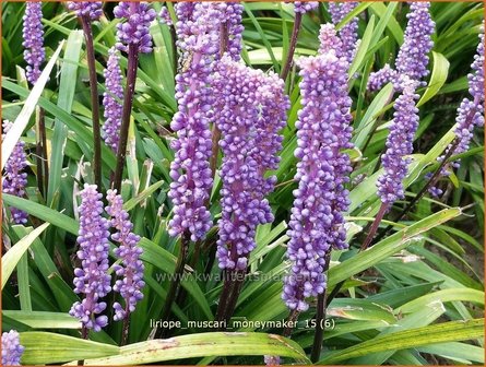 Liriope muscari &amp;#39;Moneymaker&amp;#39; | Leliegras | Lilientraube